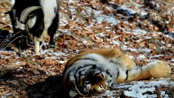 Приморский сафари-парк выложил на собственном сайте реквизиты для оказания помощи животным